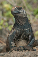 Marine iguana (Amblyrhynchus cristatus), santa Cruz Island, Galapagos Islands, UNESCO World Heritage Site, Ecuador, South America