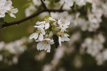spring background with white flowers and apple leaves. Blur spring blossom background.