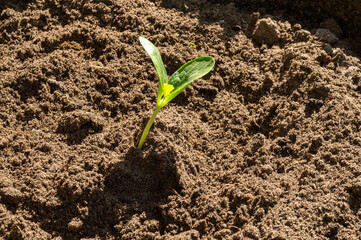 green sprout in the ground