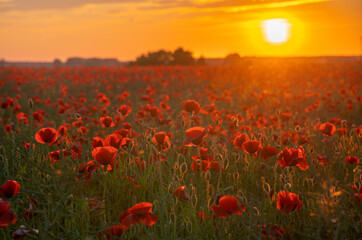 Fototapeta na wymiar Sunset over a field of wild poppies in blossom
