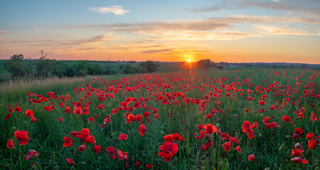 Fototapeta na wymiar Sunset over a field of wild poppies in blossom