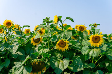 A field of sunflowers on a sunny summer day