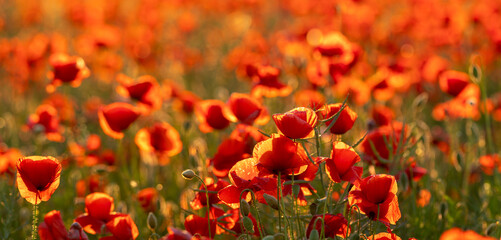Red poppies in the golden light of the setting sun