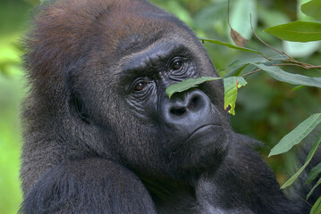 Lowland silverback gorilla close up face