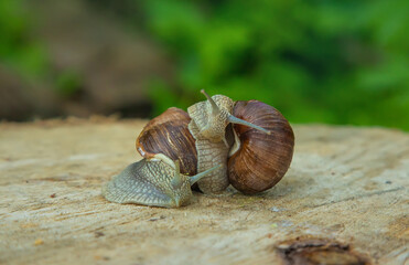 Snails in nature on a tree. Selective focus.
