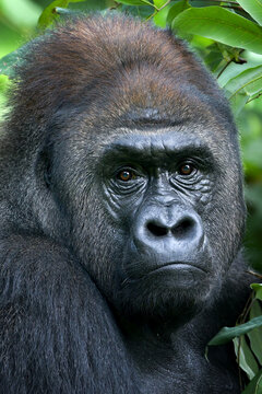 Lowland silverback gorilla close up face