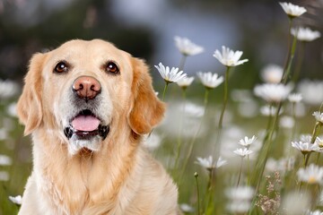 Dog wearing pests collar to prevent attacks from parasites during spring season