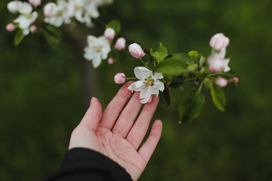 spring background with white flowers and apple leaves. Blur spring blossom background.
