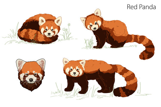 Cute adorable red panda is lying, standing, sitting, panda head cartoon animal