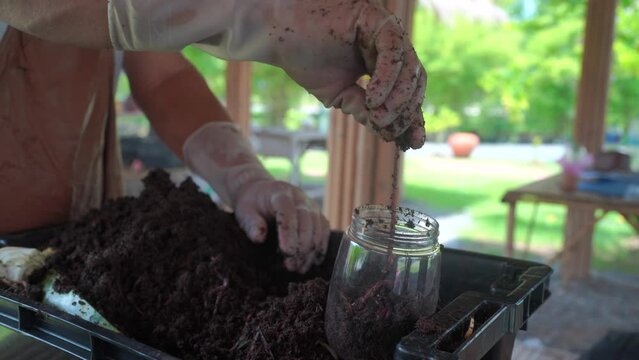 Humus fertilized soil compost soil. Man hands holding compost organic soil, Closeup view 4k video of alive worms in black compost soil ready to use for fishing.