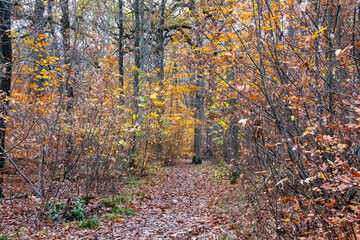 autumn forest in the morning