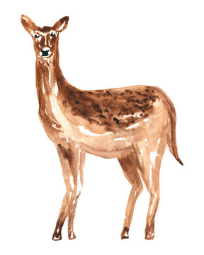 Deer. Hand painted watercolor clipart for design isolated on white.