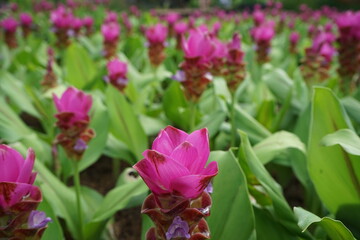Parks and ornamental plants evening atmosphere