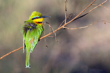 Little Bee-eater