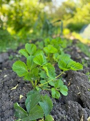 Leaves of the strawberry plant in dry soil in the garden against blurry background. Garden strawberry shot in vertical format. Closeup of fresh green strawberry leaves