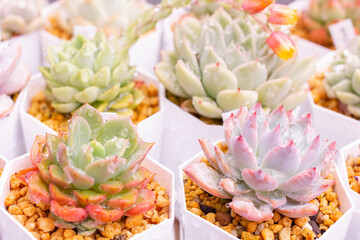 水に濡れる多肉植物