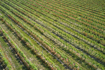 Fototapeta na wymiar Italian vineyards aerial view. Italian viticulture. Rows of vineyards with red flowers, top view, in Italy. Vineyard plantation top view.