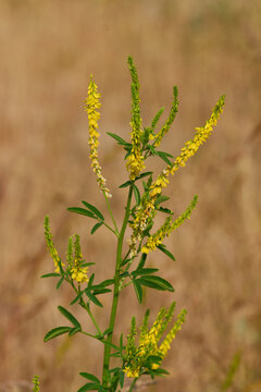 Gelber Steinklee (Melilotus officinalis)	