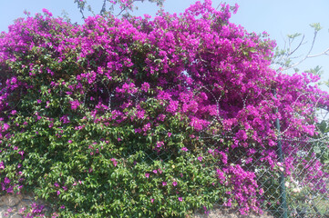 Obraz premium beautiful flowering bush barbed wire fence