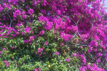 Obraz premium beautiful flowering bush barbed wire fence