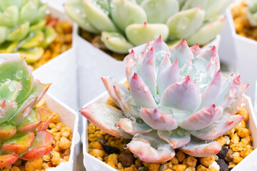 水に濡れる多肉植物