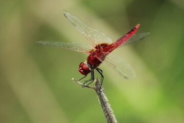 red dragonfly