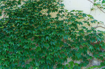 green leaves of the maiden grape