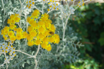 bee sitting on a Jacobaea maritima flower in the garden. Senecio cineraria