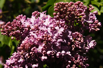 Purple lilacs are blooming. Lilac flowers on a tree. Lilac lilac. Lilac buds.