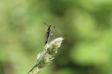 dragonfly on a green leaf