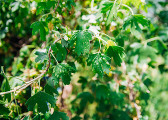 Damaged leaves of currant. The parasite spoils the green leaves.A leaf disease of currants.