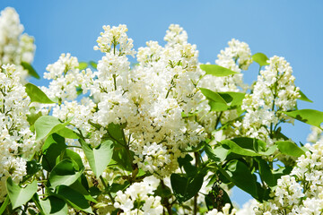 White lilacs are blooming. White lilac on a tree. Flowers of white lilacs. Beautiful summer lilac.