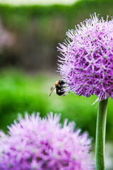 Onions decorotivnyy roundlovy. Onion allium.