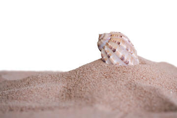 Conch Seashell  on sand beach isolated on white background. beautiful water. tourist ocean tropical. for travel summer season holidays.