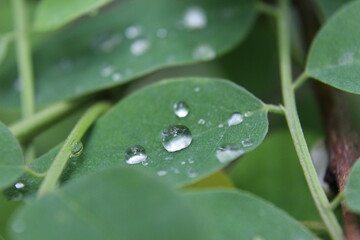 water drops on a leaf