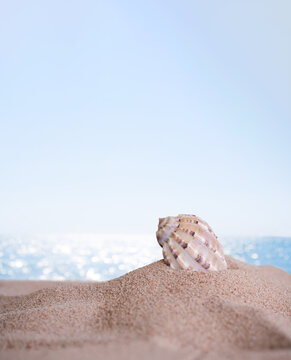 Conch Seashell on white sand beach with blur bokeh image of blue sea and blue sky sunshine on day background. beautiful water. tourist ocean tropical. for travel summer season holidays.