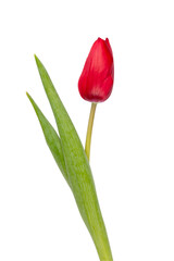 Red tulip flower isolated on white background.