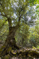 Fototapeta premium tree in the forest