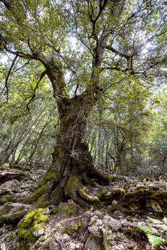 Sardinia Forrest 
