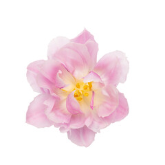 Obraz na płótnie Canvas Pink tulip flower isolated on white background.