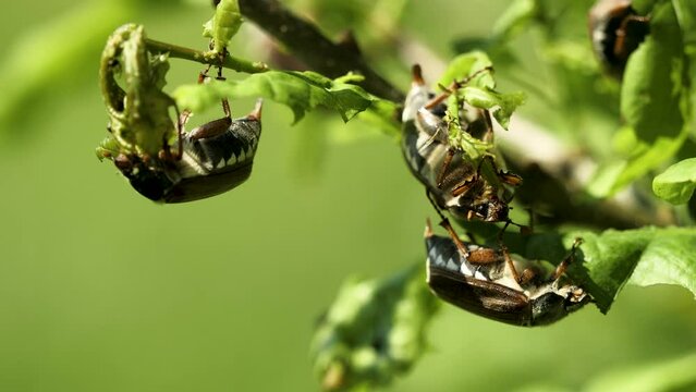 May beetles (cockchafers) on the young oak branch eating - close-up