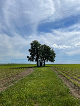 nice double tree in the meadow in czech republic 