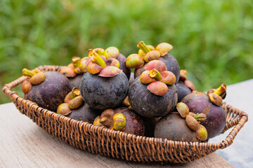 Fresh mangosteen in a wicker basket on the back of natural green color.
