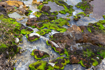 ャツボミゴケ公園