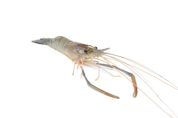 Giant freshwater prawn isolated on white background. Fresh shrimp