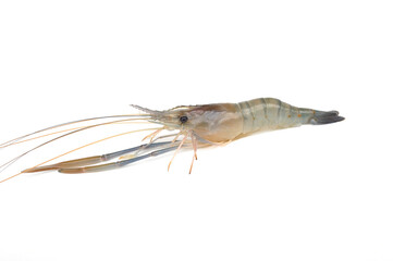 Giant freshwater prawn isolated on white background. Fresh shrimp