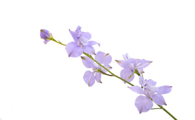 Fototapeta na wymiar delphinium flower isolated