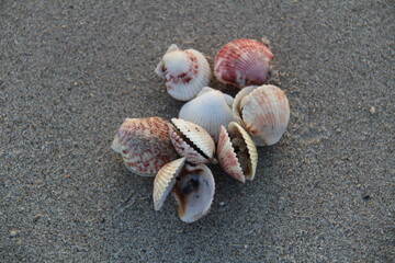 seashells on the beach