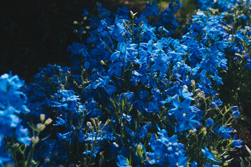 ブルーのかっこいい花々