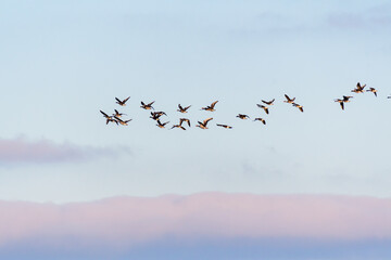 Wild gray geese anser anser in flight, blue sky © Tatiana
